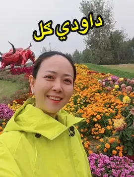 د بېجينګ د داودي ګلونو کلتوري فېسټوال#dechinghutay #د_چین_غوټۍ #pashto #پښتو #ګل #fyp 