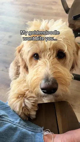 Worse he’ll judge you 💁🏻‍♀️ #doglife #goldendoodle #goldendoodlesoftiktok #funnydog 