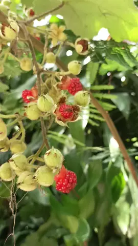 လမ်းဘေး အလေ့ကျပေါက်တဲ့အသီးလေးပါ။ ဘာအသီးလဲ သိကြလားရှင့်။ စားသူမရှိတဲ့ တကယ့်အပယ်ခံ အသီးလေးတွေပါနော်💚💙♥️ #မင်းတို့ပေးမှ❤ရမဲ့သူပါကွာ #fypage #ရောက်စမ်းfypပေါ် #ပန်းချစ်သူ 