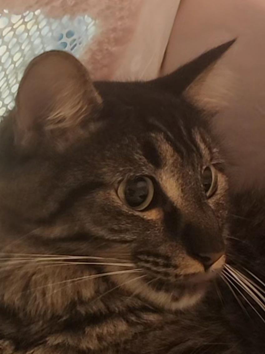 Prince rrrrrat? #funnycatsoftiktok #cutecatsoftiktok #catsoftiktok #fyp #ratcat 