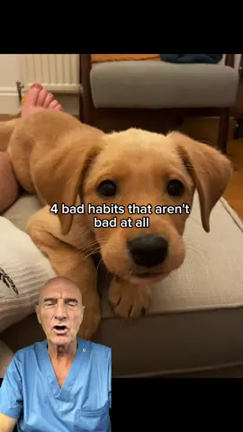 #badhabits #petsafety #petwellness #veterinarian #doghealth 