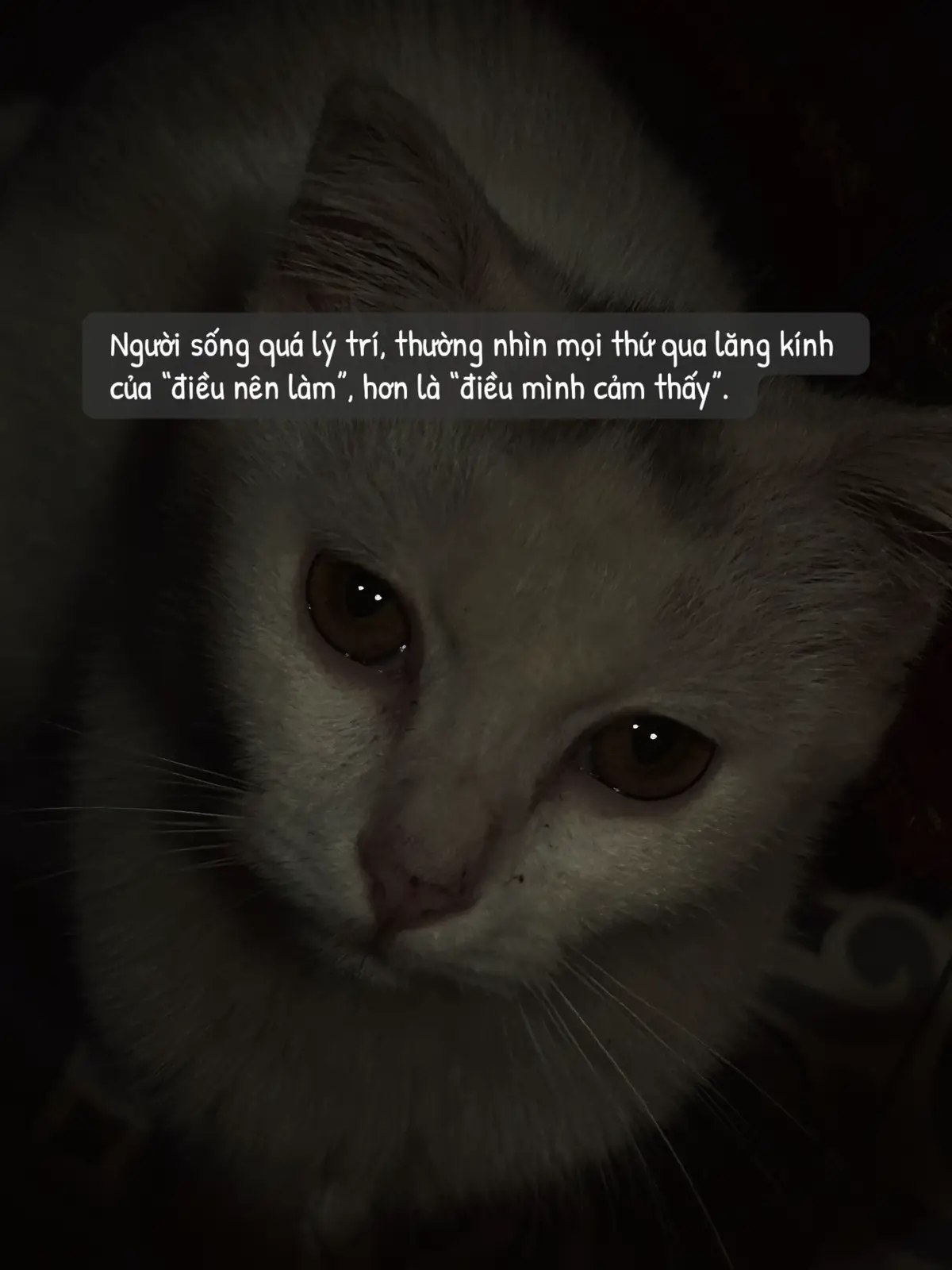 Người sống bằng lý trí, không phải người lạnh lùng, chỉ là họ từng nếm đủ cảm giác bị tổn thương khi để cảm xúc dẫn lối. Thế là họ chọn lý trí như một tấm áo giáp. Nhưng áo giáp nào rồi cũng nặng, và che giấu đi nhiều thứ đẹp đẽ mà lẽ ra họ xứng đáng được cảm nhận. #fyp #tamtrang #lonely #cat #dark 