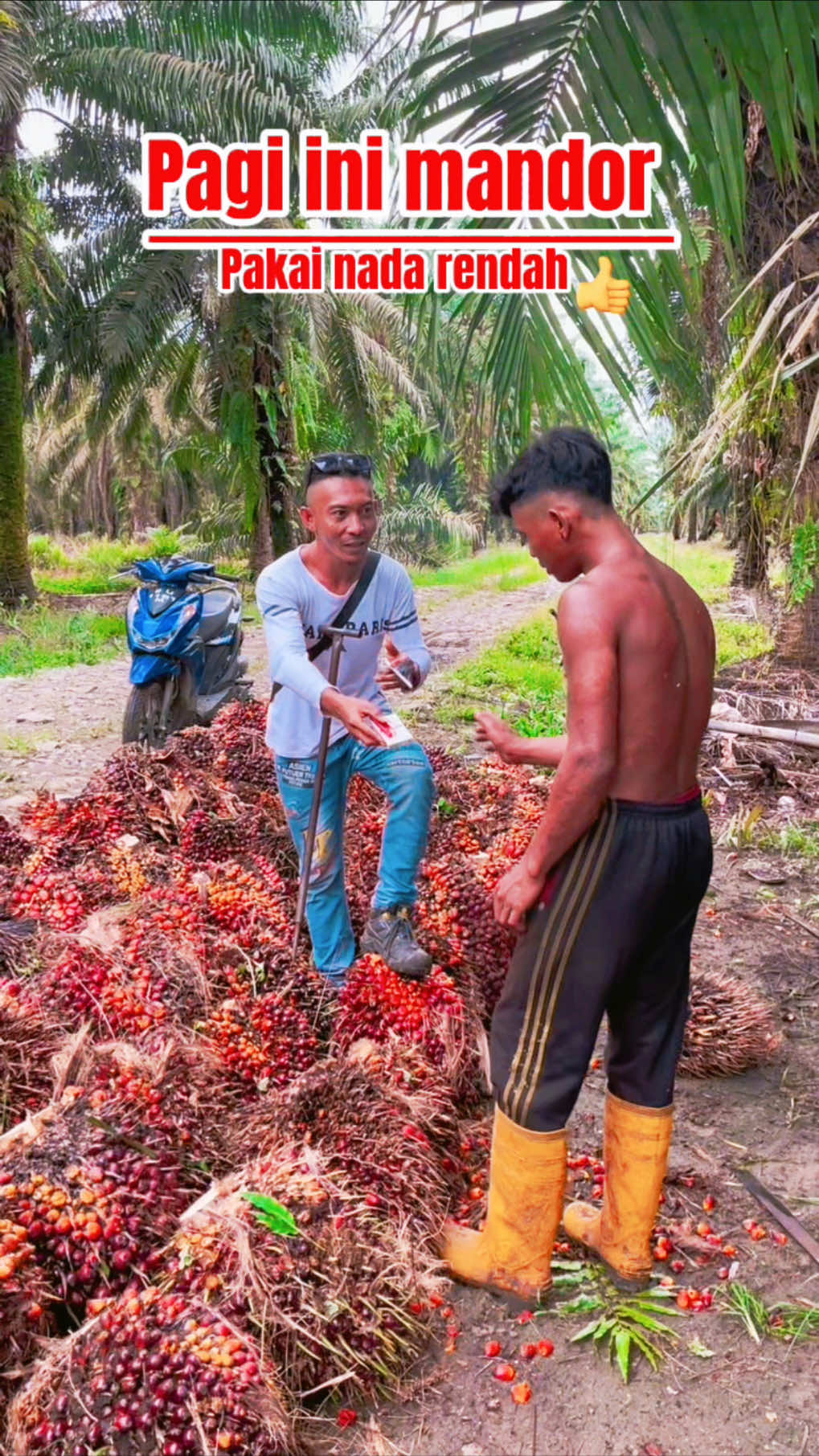 Pagi ini mandor pakai nada rendah👍 #abdrahmansyam #bangrahman #sawit #kelapasawit #fypシ゚ 