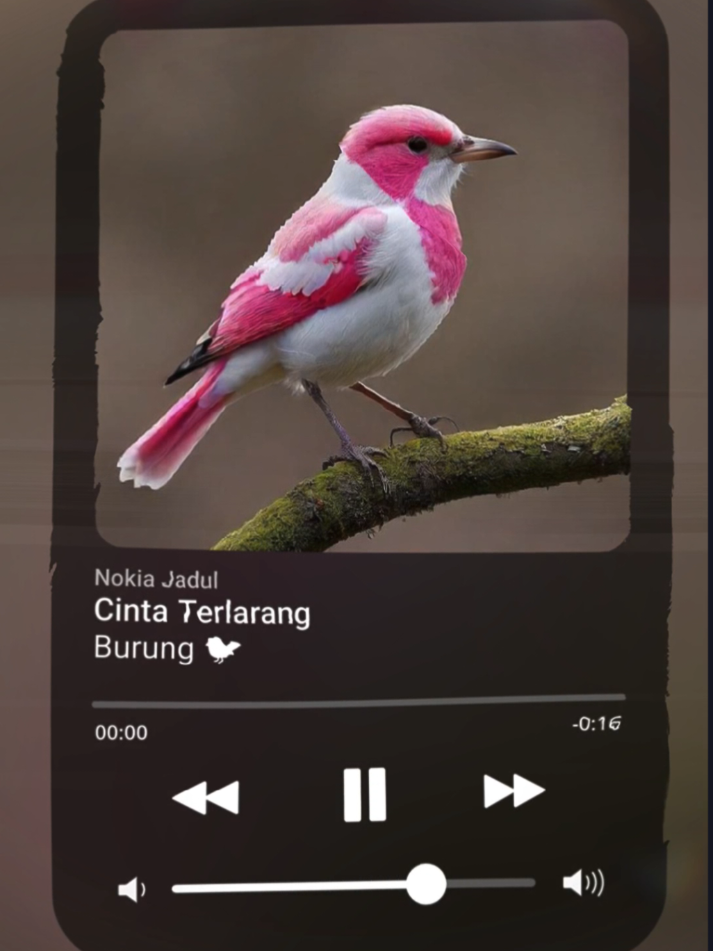 #burung #cintaterlarang #aicover #soundviral #trend 