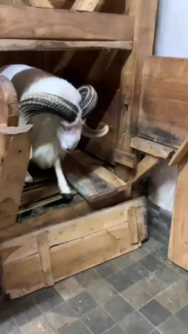 apakah ada yg sanggup saingin hypernya seorang aries♈ klo ada yg sanggup tolong tulis di kolom komentar yaa🙏 #aries♈️ #alika_fahri #husien_levak #ppsumendal #fyp 