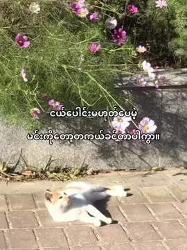 @Ei Myat @Ĥãñ.Ñî.}âÿ @Nage Lay😍 @複|Rᴏɴɴʏ✓ @🌷Dãĥlìă💫🌹 @😵Willen😱 @mgmg78416 #ဘာရယ်မဟုတ်ပါဝူး😟 #ပြန်တင်မရ်🙂🙃 #ဘာညာပေါ့ကွာ♡🙄🤧 #ချစ်တရ်နော်ကယ်ချင်းတို😗💗💐