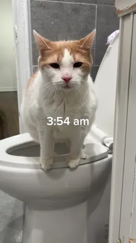 Daily routine of a potty trained cat - back from vacation 😸