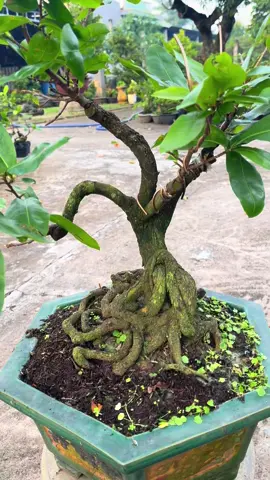 Tứ quý ghép giảo hương cánh xoáy 