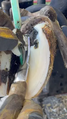 This is a test…… #natethehoofguy #fyp #hooftrimming #hoofcleaning #oddlysatisfying 