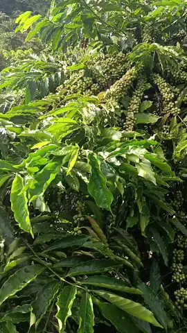 thế thôi nhỉ 🤣🤭🤭#xuhuongtiktok #tr9 #vairal #caphe82 