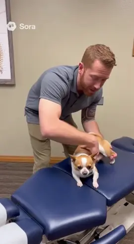 Chihuahua getting an adjustment by a chiropractor! #viralvideo #lovenergy #realai #viralvideo 
