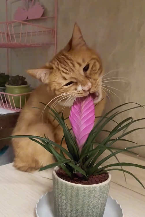 When you have dramatic cat 😹😂 #cat #funny #funnyvideos #catsoftiktok #fyp 