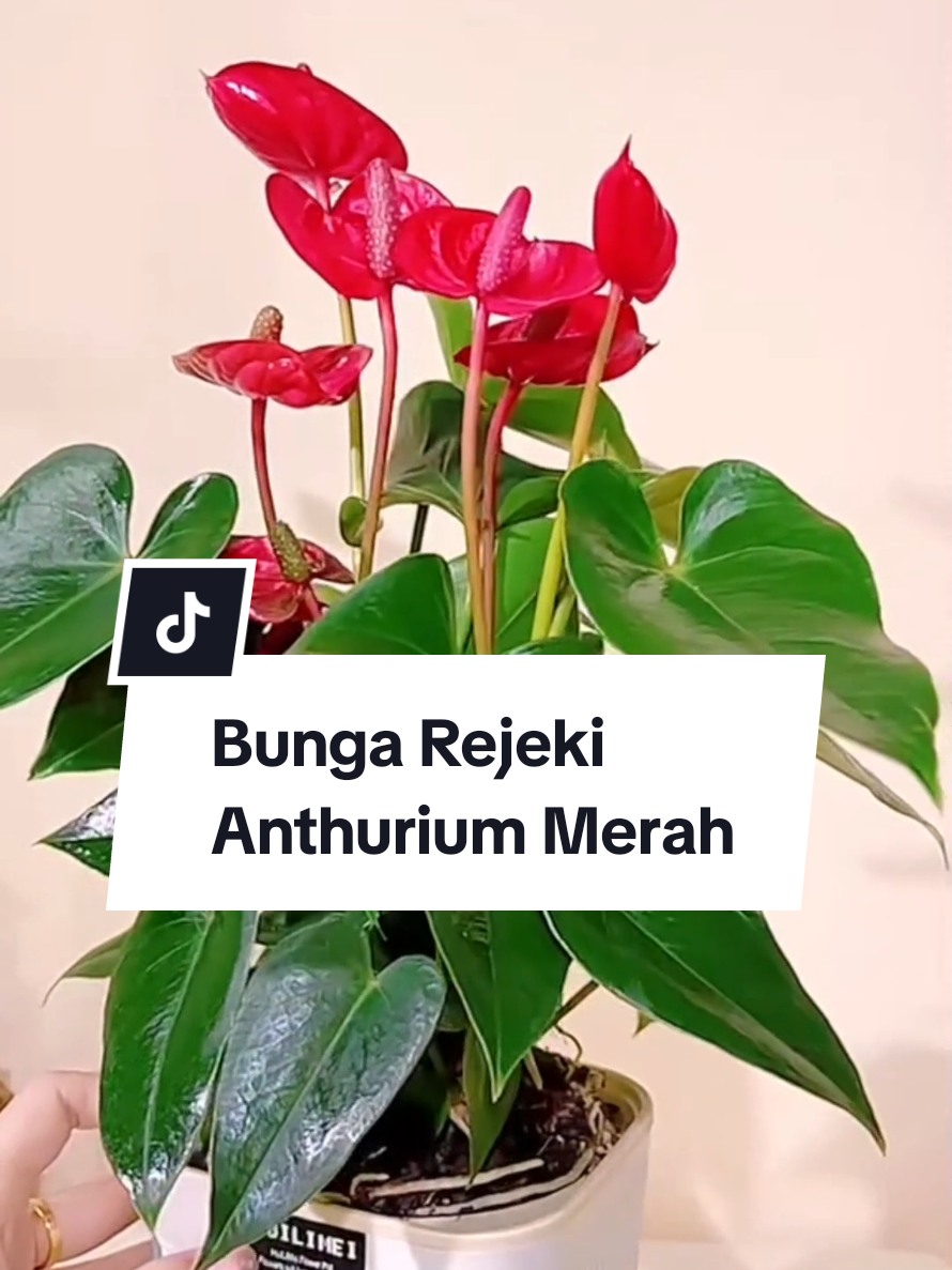 Dalam Feng Shui, Anthurium dipercaya membawa energi cinta, semangat, dan kemakmuran — karena warnanya merah cerah melambangkan keberuntungan dan vitalitas. #TanamanHiasIndoor  #BungaCantik  #TanamanPembawaHoki  #TanamanFengShui  #dekorasirumah 