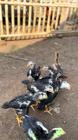 Pesona Bibit Unggul 😜 #ayamekorlidi #ayambangkok #ekorlidi #langfarmjbr 