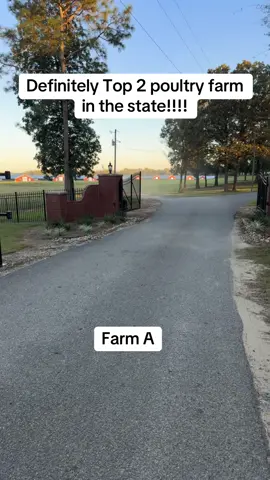 I will be posting farm B and would like yall to vote #poultry #poultryfarm #chicken #chickentok #fyp 