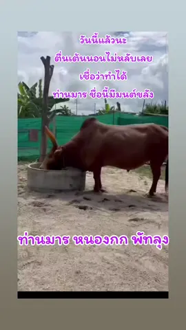 #เทรนด์วันนี้🇱🇦  #ท่านมารหนองกกพัทลุง  #แดงเหลี่ยมเพชรพยัคฆ์พันธุ์ทาง  #ผู้หญิงรักวัวชน🐂  #ทุ่งใหญ่_นครศรีฯ 