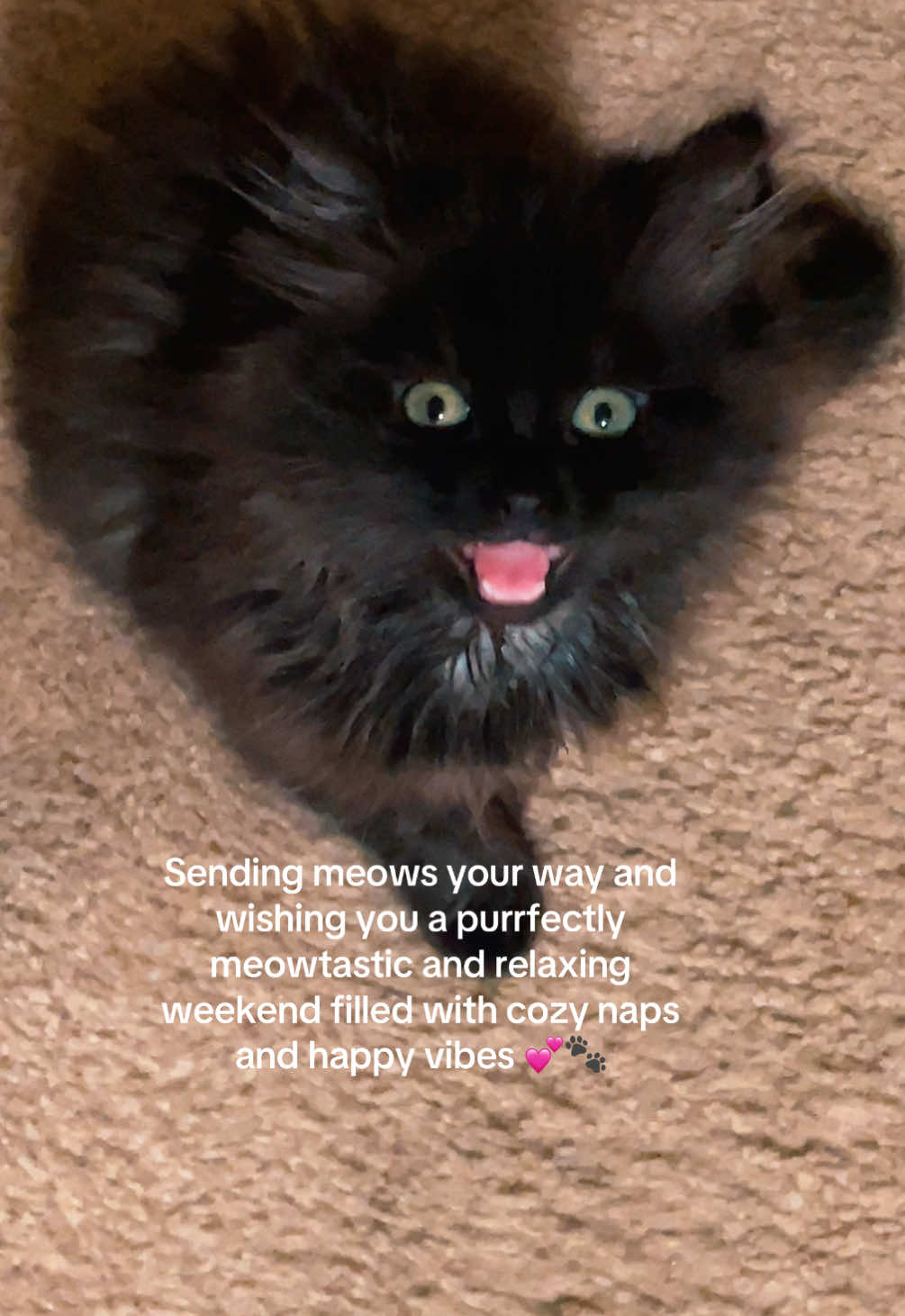 Hope your weekend is filled with purrs, naps, and happy little moments 💕 #catlove #kittenlove #kittensoftiktok #kitten #blackkitten 
