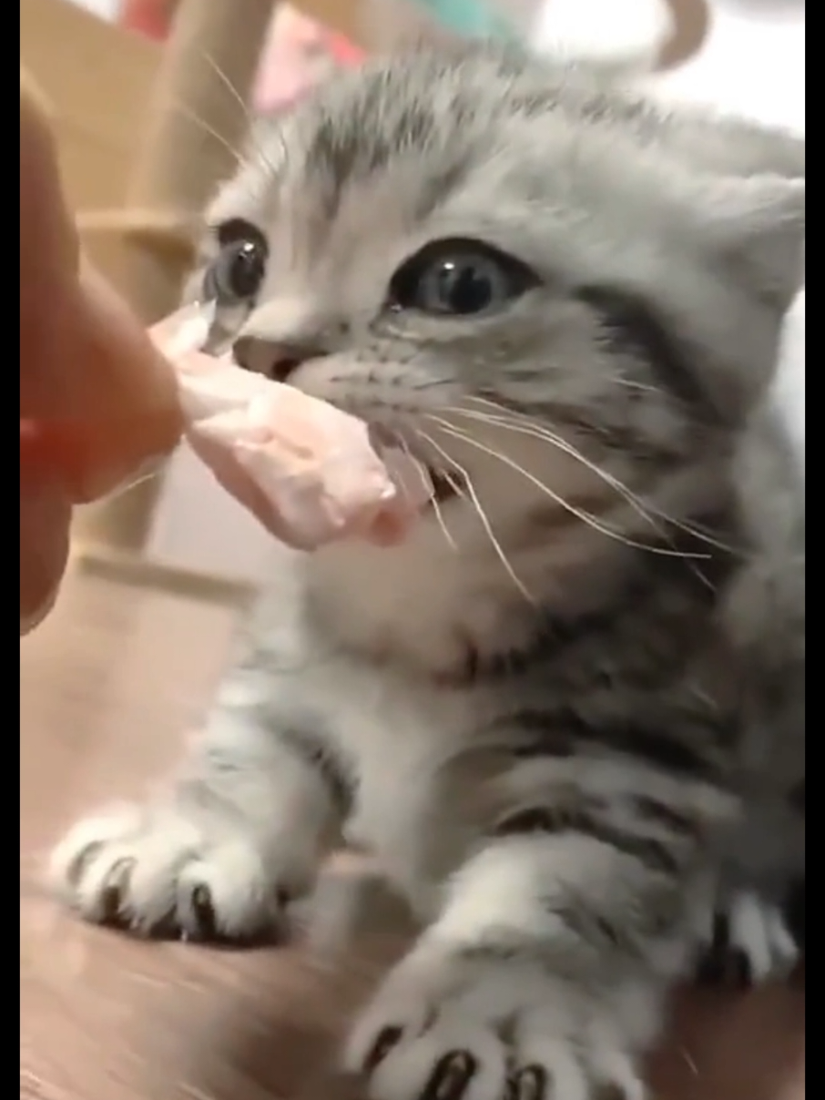 #cute #shorts #BabyKitten #KittenCuteness #kitten 