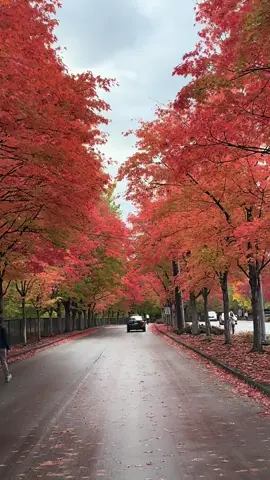 Dias de otoño... NO EXISTE UN DÍA PERFECTO, SOLO BASTA UN INSTANTE ESPECIAL PARA HACERLO INOLVIDABLE!                                           #pnw#fall #rentonwa#lovenature#fall2025 