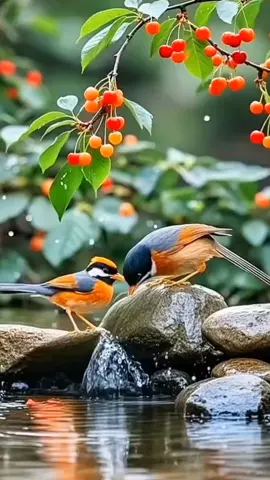 burung4811 #wallpapervideo #videobackground #livewallpaper #foryou #4kwallpaper