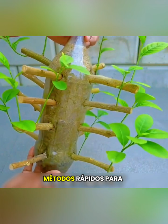 trucos para reproducir tus árboles frutales #videoviral #fyp 