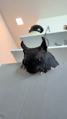 late night activities #cat #sphynxcat #sphynxoftiktok #cats #catlover 