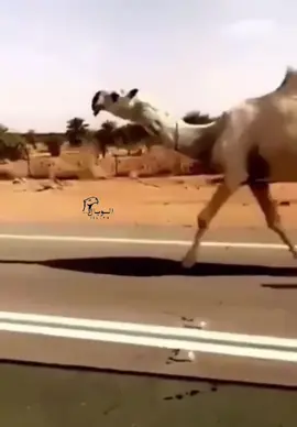 #خزامه #سبيع_الغلبا_الخرمه_رنيه_رماح #بدو 