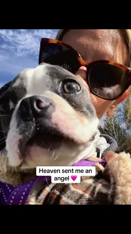 Heaven sent 🙏🩷🙏#fyp #puppytiktok #bostonterrier #loganbowties #gaurdianangel 