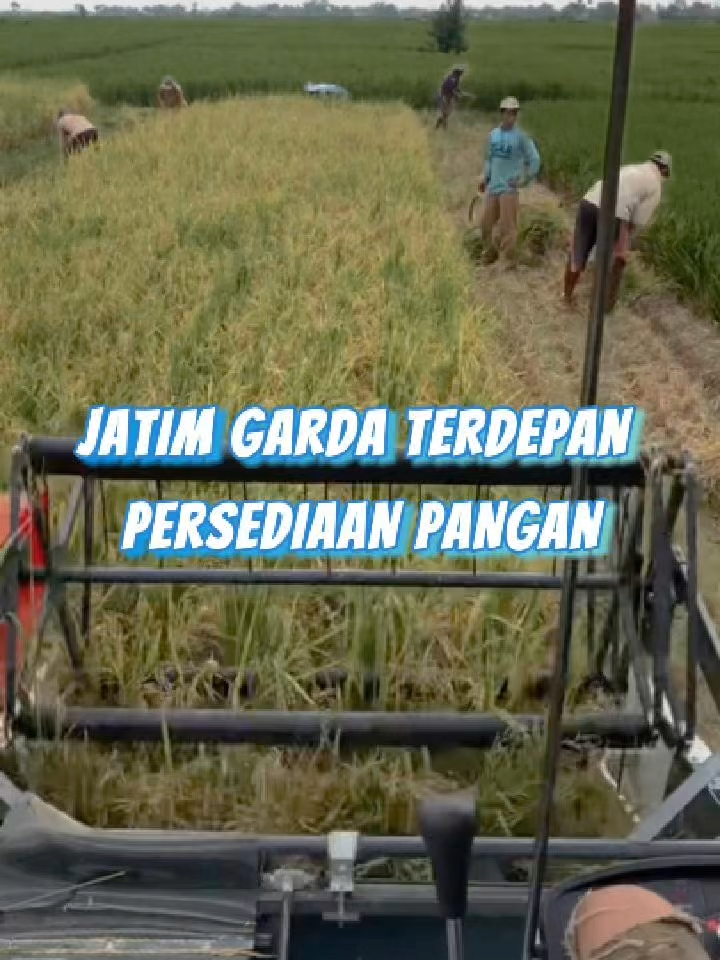 Jawa Timur terus buktikan diri jadi lumbung pangan nasional 🌾 Produksi padi tinggi, panen melimpah, dan petani makin sejahtera. Dukung terus pangan lokal, Jatim bisa!! @pemprovjatim #JatimHebat #jatimgotongroyong #JatimSejahtera  #jatimtebarmanfaat #nawabaktisatya #mendukungastacita  #sinergimembangunnegeri #viral #fyp #pemprovjatim  #pemprofjatim #gerbangbarunusantara #PemprovJatimPeduli  #jatimsejahtera #JatimPeduli #JatimNyataKerjanya