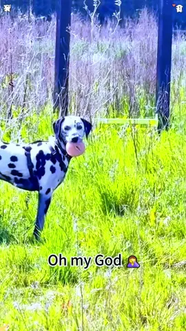 Dogs love being the center of attention😂🐶☺️#dog#dogsoftiktok #doglife#funny#usa