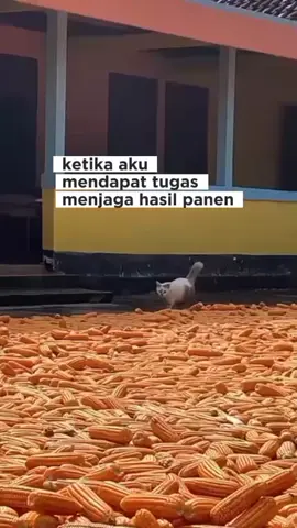 lagi bertugas nih #kontenlucu #fyppppppppppppppppppppppp #kucinglucu 