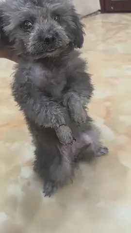 #dogs #dog #dogsoftiktok 