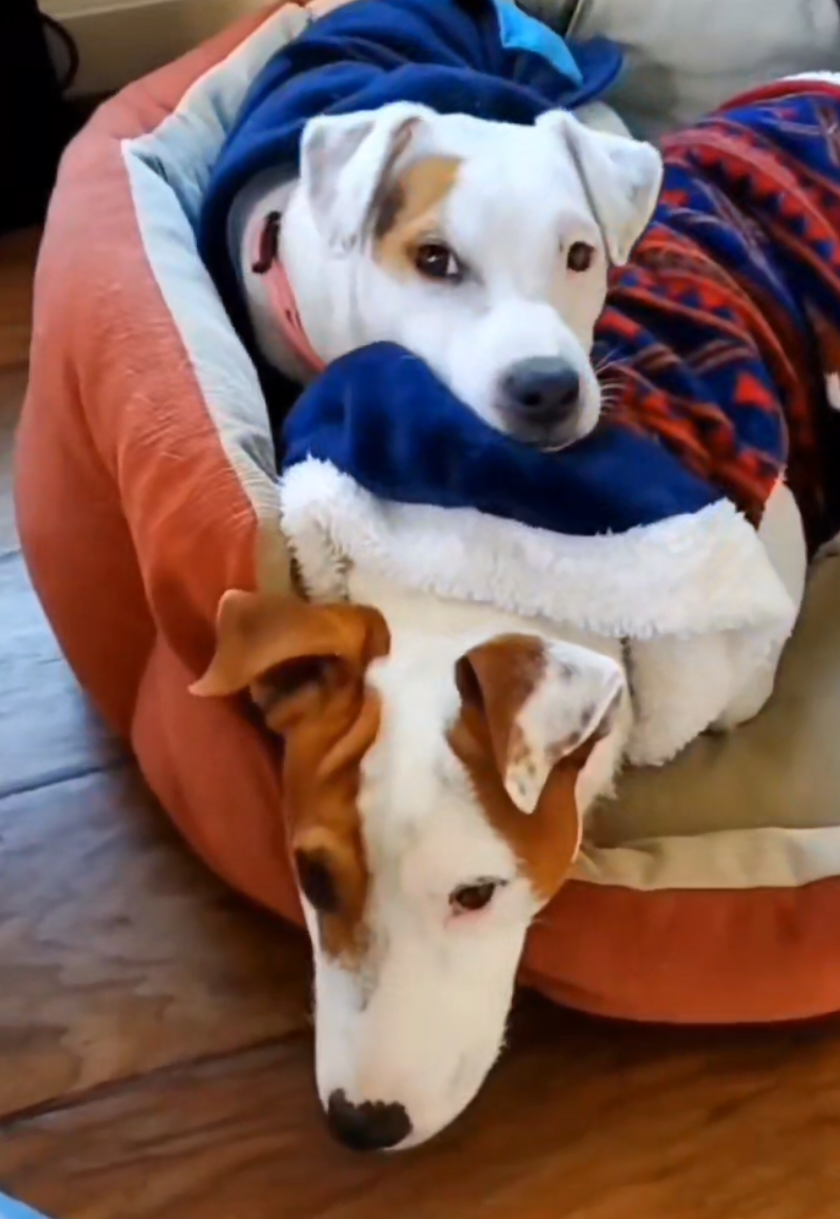 #onthisday its that time of the year, lets see if we get some #puppies 