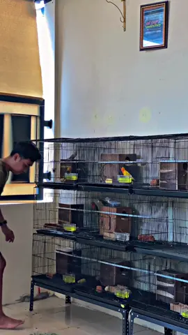 Umume wong Open Open manuk nggeh mas , tangi esok resik resik kandang 