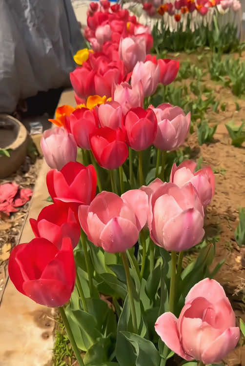 Ngắm hoa tulip nở xinh #cuhoatulip #hoatulip🌷 #🌷_vườn_hoa_tulip_🌷 #xuhuong #hoa #hoatulip #hoatet #hoadep 