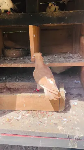 #ජී_A_ඩබල්_LE💋✨ . . .#trendingvideo #fyyyyyyyyyyyyyyyyyyyyyyyyyyyyyyyyyy #downsouth🇱🇰 #🚀❤️‍🔥 