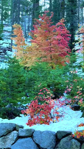 When Fall & Winter collide ❤️🧡💛 #gerrigirl #california #sequoianationalpark #snowday #fallfoliage 