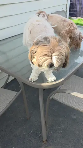 Bossy boy😂 #shihtzusoftiktok #dogsoftiktok #fyp #foryoupage #doglover 