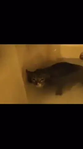 day 28 of mlem-ing #catmemes #cats #memes #catmemes #fyp 