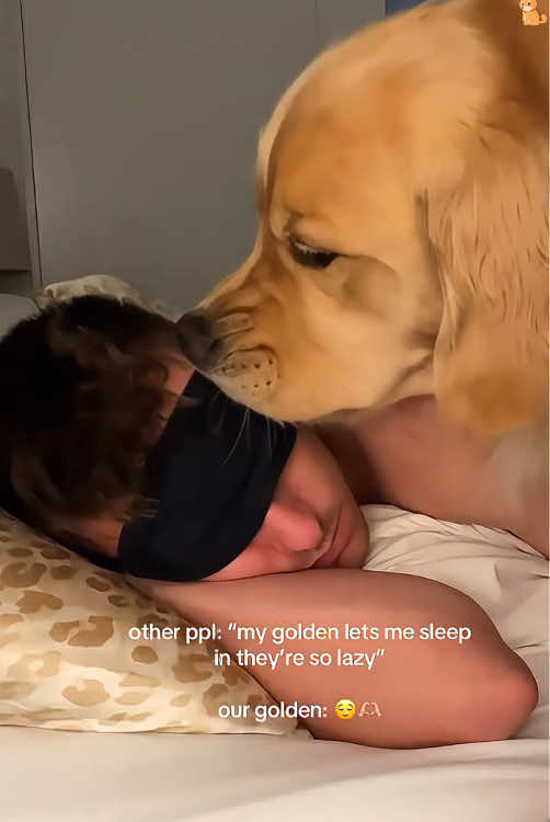 Dogs cannot turn off an alarm clock 🐶🤣😂🤪🥰#usa #dog #dogsoftiktok #funnydog #animals #funnyvideos #funnymoments #cutedog #alarm #alarmclock 