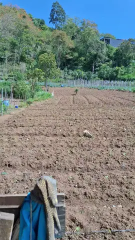 Tetap semangat menanam dimusim kemarau... #petani #petanitomat #petaniindonesia #petanimuda #salamtani 