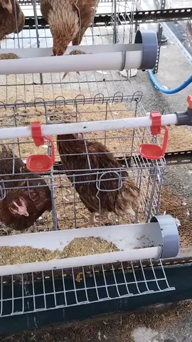 24 ekor dupu siapa tau bulan depan bisa tambah  24 ekor amin  🙏🙏