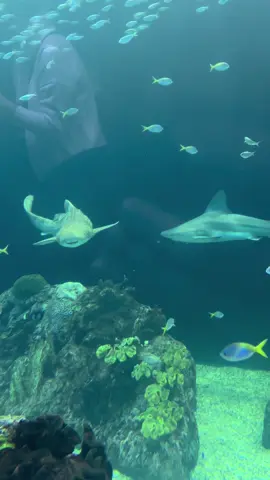 #life #ocean #shark #fyp #youmatter 