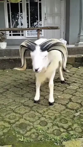 domba kasep #dombagarut #pengikut #jangkawanluassemuaorang #jangan?lupafollowdanlike #semuanyasemaunya 