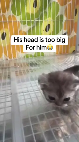 He’s head is too big for him🥺 #fyp #memes #funny #cats #cat #kitten #adorable 