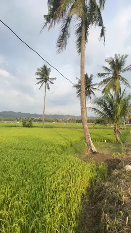 Adem ayem nyawang tanduran ,,,  #gunungkidul #gunungkidul24jam #gunungkiduljogja #ponjong24jam #gunungkidulviral 