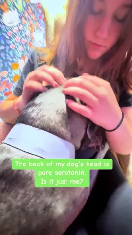 Sometimes it’s the simplest things — like the back of your dog’s head — that bring the most peace. 🐾 There’s something so comforting and calming about just sitting next to them, watching them exist, and feeling that unconditional love. Do you ever just stare at your dog and instantly feel happy? 💛 #serotonin #wholesomemoments #dogmomlife #peacefulpup 