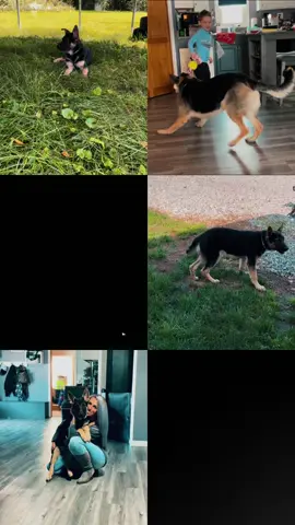 ✨STELLA RAE✨ You’re my safe place. You’re my home. You have made me a better fur mama. My world is revolved around you. I love you sweet girl.  #germanshepherd #GSD #furmama #dogsoftiktok #shepherd 