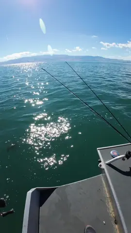 #flashbackfriday Flashback to smacking cutthroat trout on the @Big Joshy Swimbaits  #fishing  #bfsfishing  #ultralightfishing  #troutfishing  @Eric Saelee  @FishSlim 
