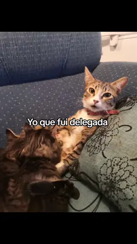 todos lo fuimos 😮‍💨😭🤣🤣🤣#yoquefuidelgada #viral #funa #alerta 